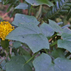 Senecio helminthioides