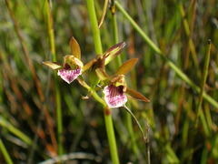 Eulophia tristis