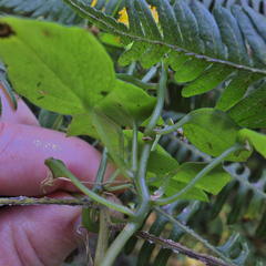 Senecio helminthioides