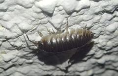 Cylisticus transsilvanicus