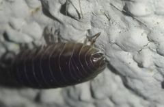 Cylisticus transsilvanicus