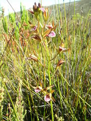Eulophia tristis
