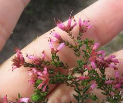 Erica dispar