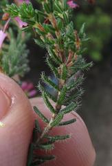 Erica dispar