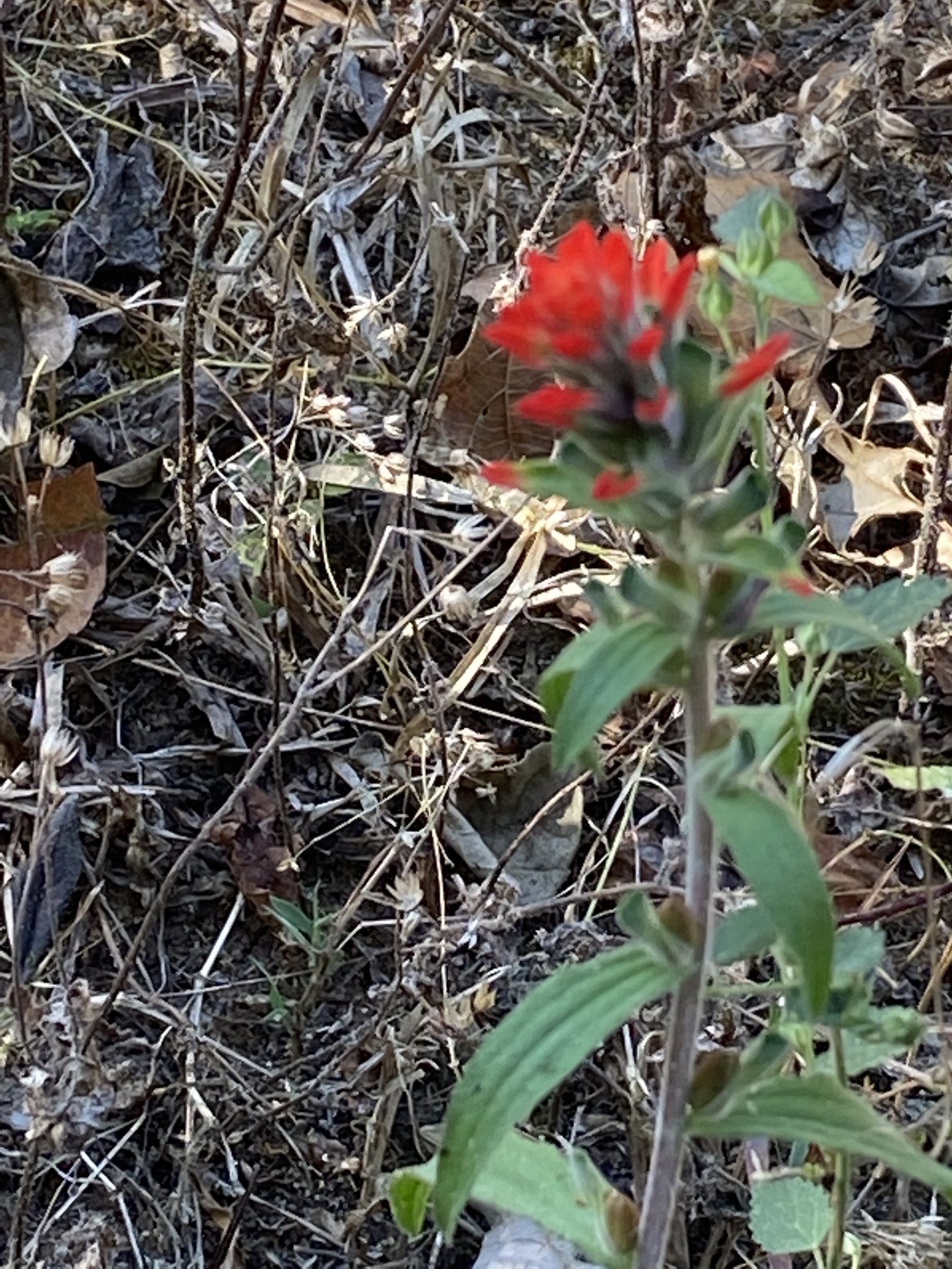 Castilleja image