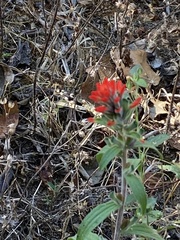 Castilleja arvensis