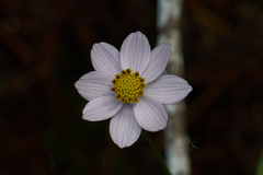 Cosmos diversifolius