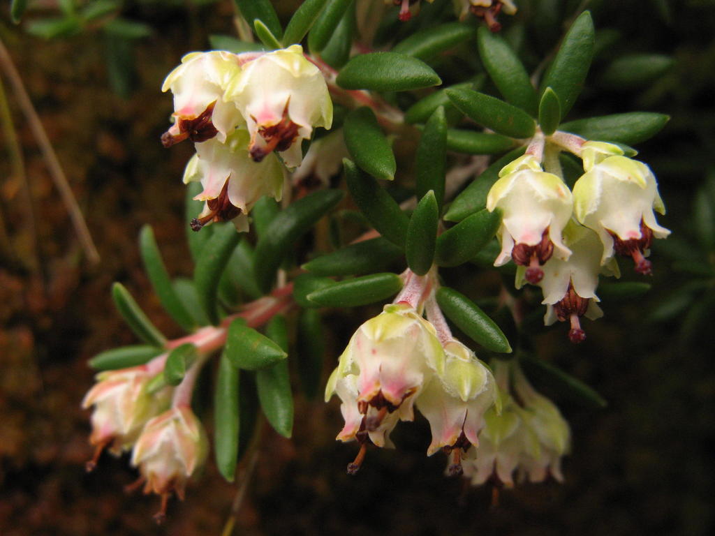 Leafstalk Heath