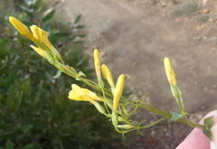 Sebaea hymenosepala