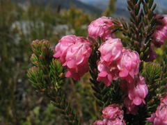 Erica tegulifolia
