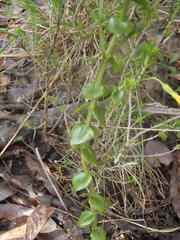 Sebaea hymenosepala