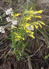 Sebaea hymenosepala