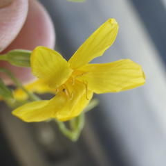 Sebaea hymenosepala