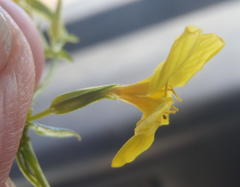 Sebaea hymenosepala