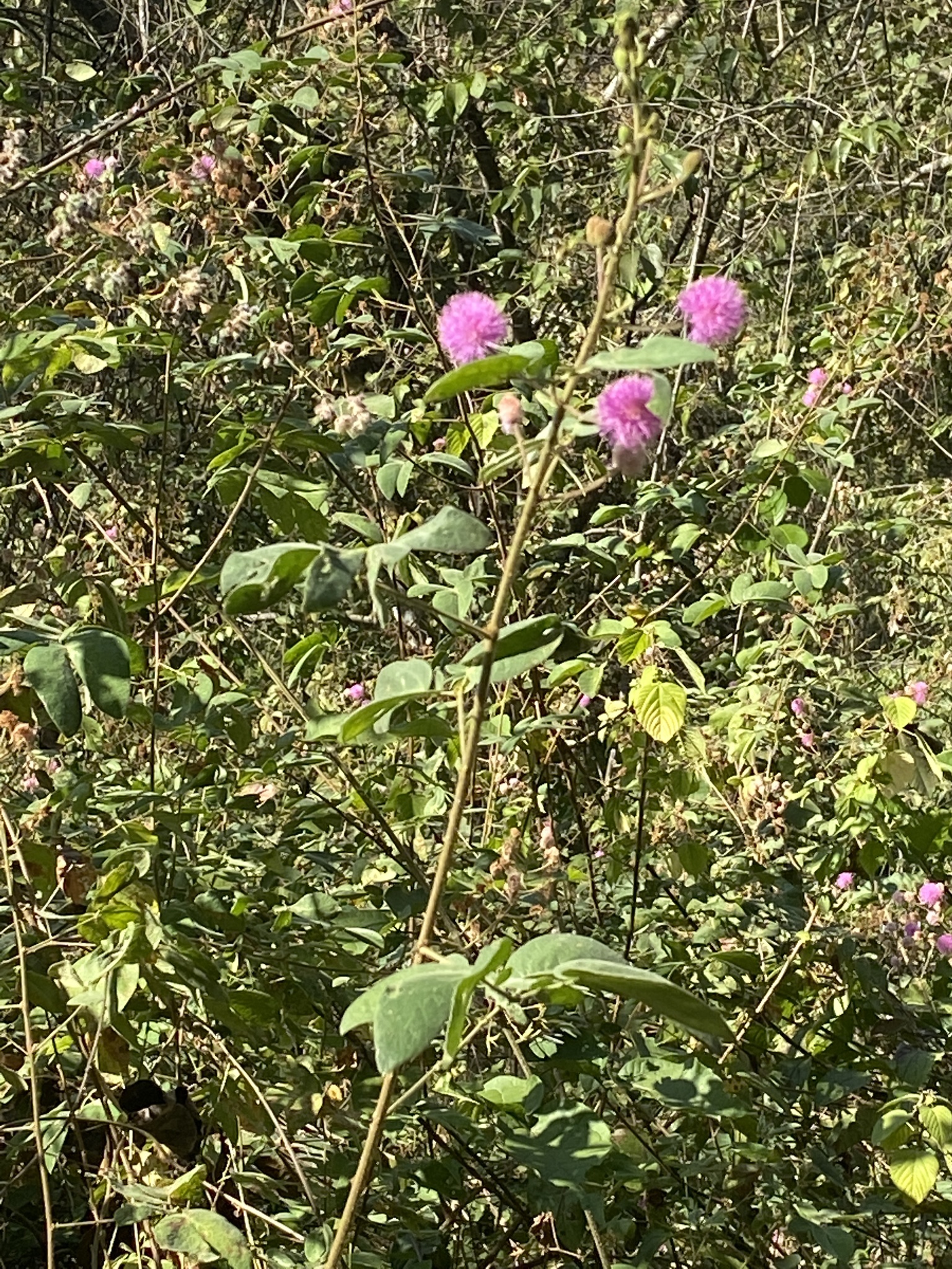Mimosa albida image
