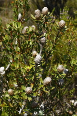 Leucadendron muirii