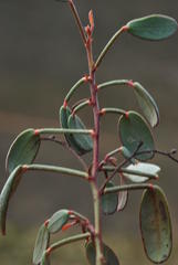 Indigofera sp3