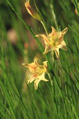 Gladiolus hyalinus