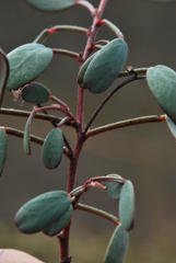 Indigofera sp3