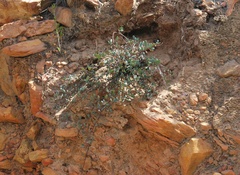 Indigofera sp3