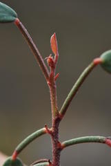 Indigofera sp3