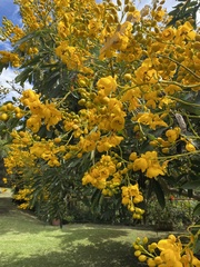 Senna viarum