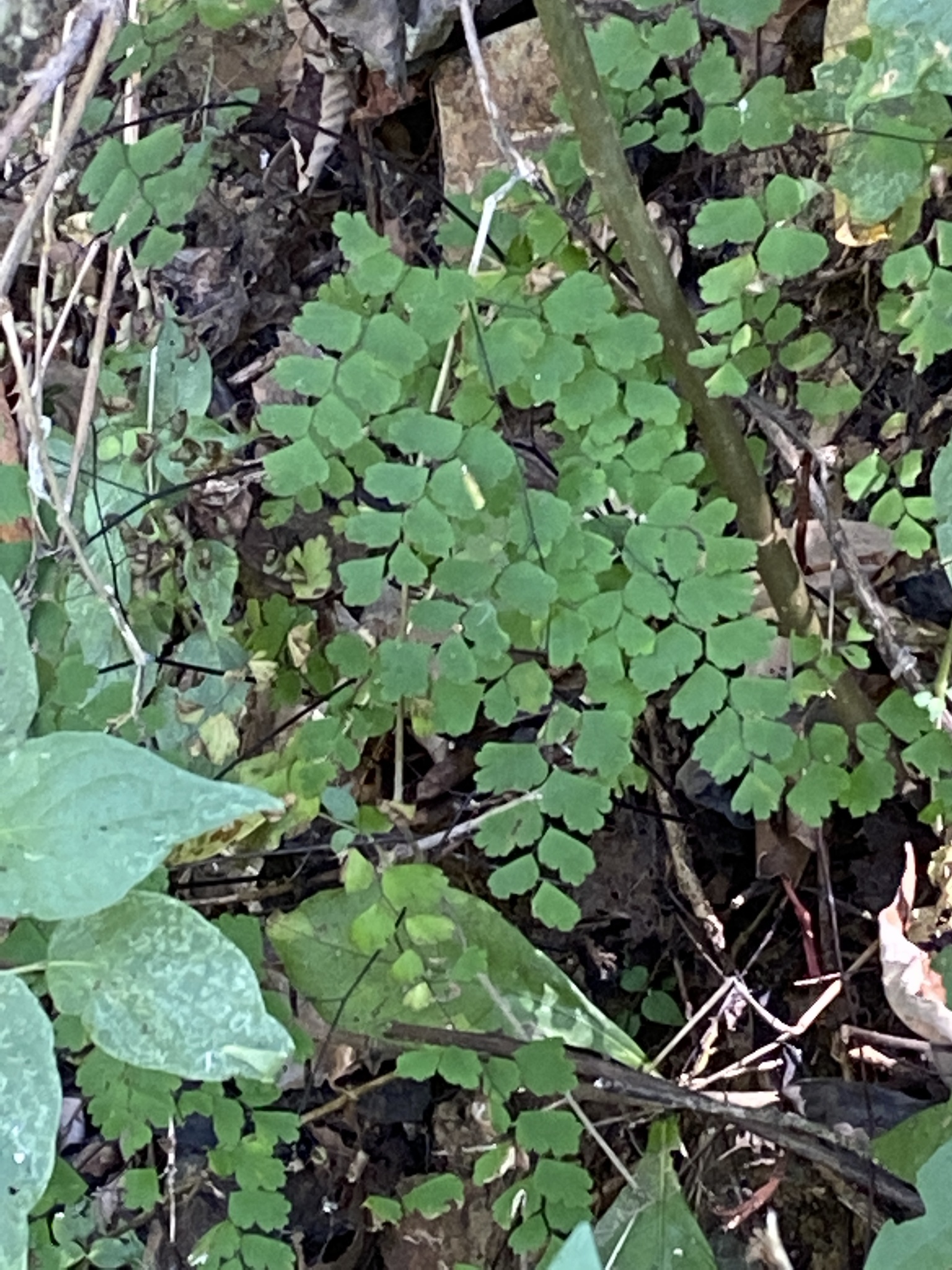 Adiantum braunii image