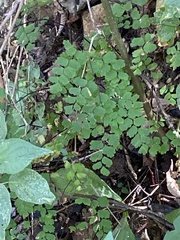 Adiantum amplum