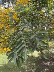Senna viarum