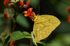 Phoebis neocypris virgo