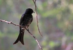 Dicrurus adsimilis apivorus