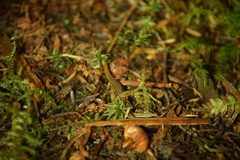 Desmognathus wrighti