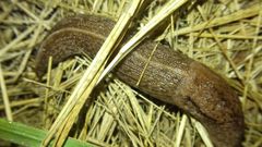 Tandonia kusceri