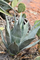 Agave phillipsiana