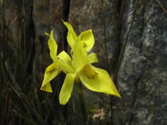 Moraea anomala
