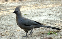 Corythaixoides concolor bechuanae