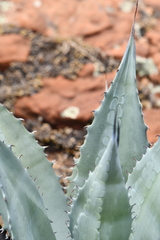 Agave phillipsiana