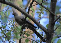 Corythaixoides concolor bechuanae