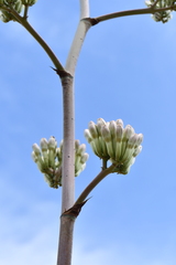 Agave phillipsiana