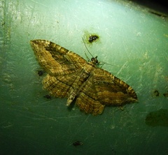Philereme transversata