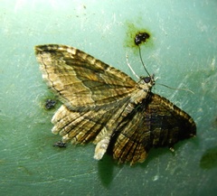 Philereme transversata