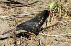 Bubalornis niger niger