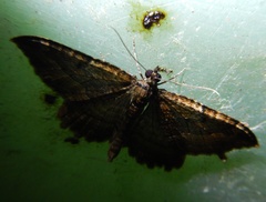 Philereme transversata