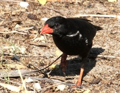 Bubalornis niger niger
