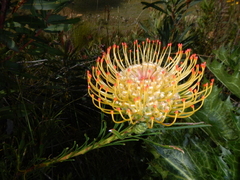 Leucospermum lineare
