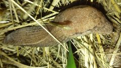 Tandonia kusceri