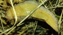 Tandonia kusceri