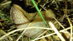 Tandonia kusceri