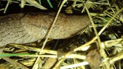 Tandonia kusceri