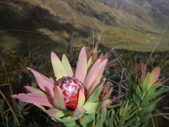 Leucadendron sessile